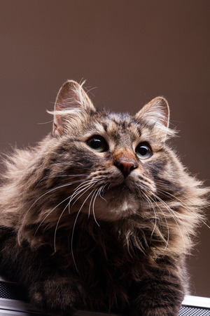 Gorgeous maine coon in studio photo. Beautiful domestic felineの写真素材