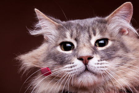 Grumpy cat in close up photo. Studio photoの写真素材