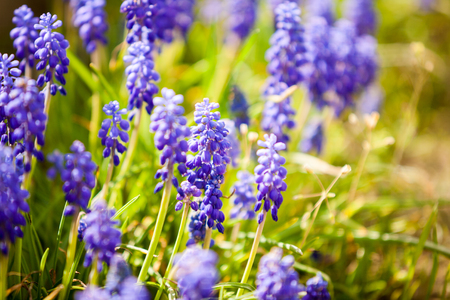 Beautiful blue flowers in the field. Plant blossom. Summerの写真素材