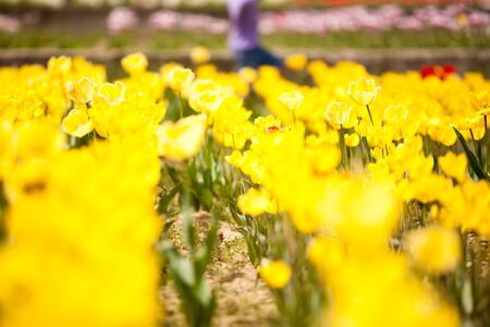 Gorgeous yellow flowers in the field. Beautiful plant blossomの写真素材