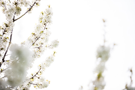 Beautiful blossoming flowers on a tree in garden