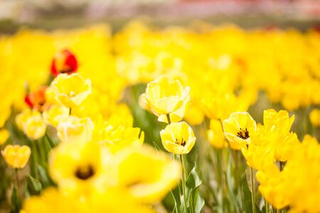 Gorgeous yellow flowers in the field. Beautiful plant blossomの写真素材