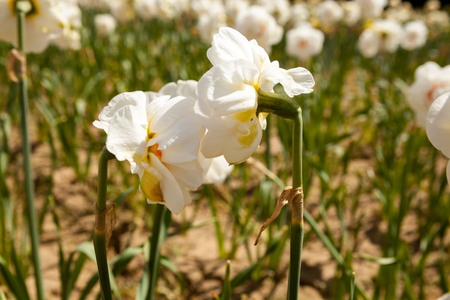 Beautiful flowers in the field. Beautiful plant blossomの写真素材