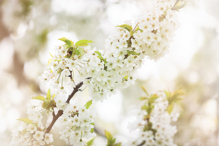 Tree flowers in blossom in gardenの写真素材