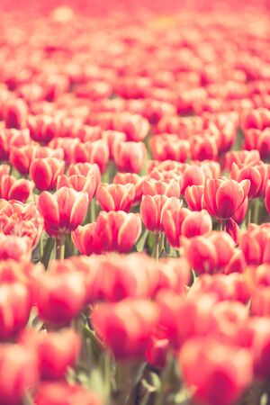 Red tulips in the field in worm sunny dayの写真素材