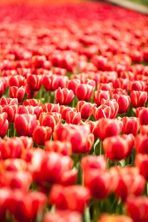 Red tulips in the field in worm sunny dayの写真素材
