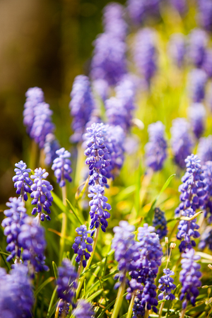 Beautiful blue wild flowers in close up. Blurred backgroundの写真素材