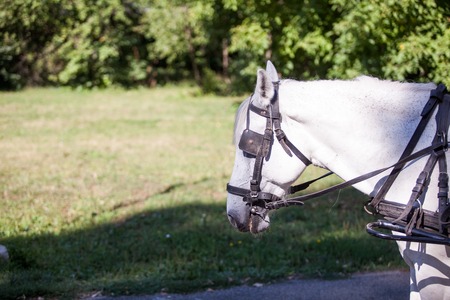 Gorgeous white horse in the nature. Beautiful animalの写真素材