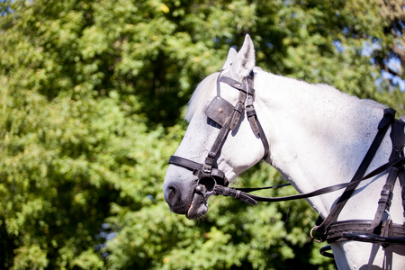Gorgeous white horse in the nature. Beautiful animalの写真素材