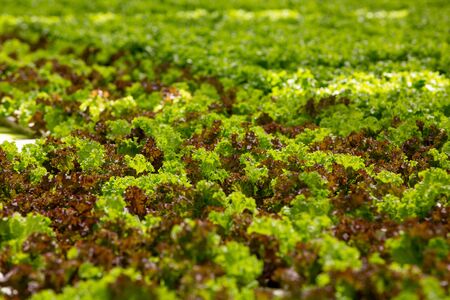Organic green salad in a greenhouse with modern technology. Attractive saladの写真素材