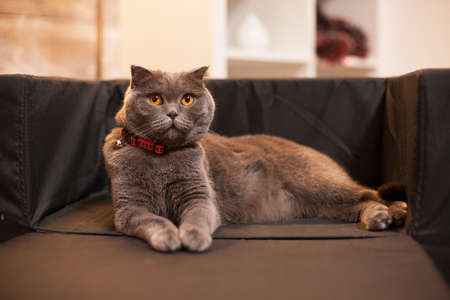Happy scottish fold laying on her bed celebrating christmas.の写真素材