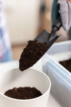 Cheerful woman caring for houseflowers sitting in the kitchen on table. Florist replanting flowers...