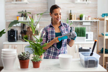 Housewife wearing glove for gardening while taking care of flowers in home kitchen.の写真素材