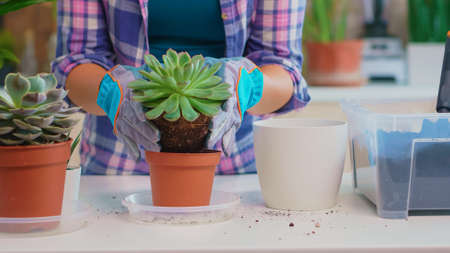 Closeup of woman replanting houseplant in the kitchen. Holding succulent flower on camera planting in ceramic pot using shovel, gloves, fertil soil and flowers for house decoration.の写真素材
