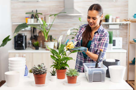 Cheerful woman taking care of the flowers at home in cozy kitchen. Using fertil soil with shovel into pot, white ceramic flowerpot and plants prepared for replanting for house decoration caring themの写真素材