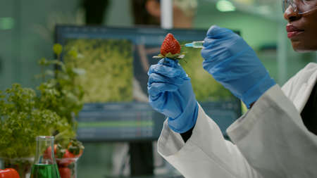 Closeup chemist scientist injecting nature strawberry with chemical pesticides using medical syringe for botany expertise. Biochemist working in biology laboratory testing health foodの写真素材