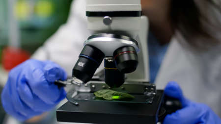 Closeup of biologist hands putting leaf sample under microscope analyzing genetic mutation on plant. Chemist specialist examining gmo test while working in pharmaceutical lab at ecology expertiseの写真素材