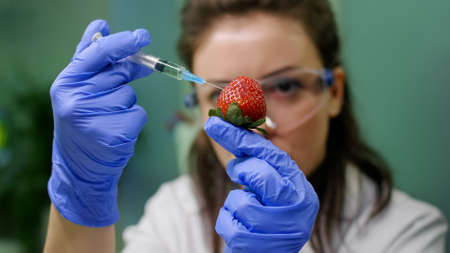 Closeup of chemist woman injecting organic strawberry with chemical pesticides checking gmo test for scientific agriculture experiment. Scientist biologist examining fruits in farming laboratoryの写真素材