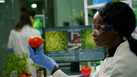 Scientist researcher woman checking tomato injected with pesticides for gmo test