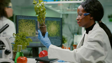 Woman researcher looking at green sapling comparing with tomato while typing on keyboard ecology expertise. Scientist observing genetic mutation on plants, working in agriculture laboratoryの写真素材