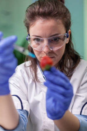 Closeup of biochemist researcher injecting healthy strawberry with dna liquid using medical syringe checking genetic test . Scientist biologist examining fruits in microbiology farming laboratory.の写真素材