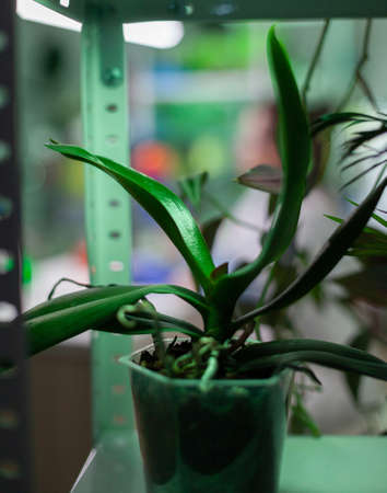 Pots with plants in biology experiment laboratory, scientific research place. Green botany material for food engineering technology and pharmaceutical expertiseの写真素材