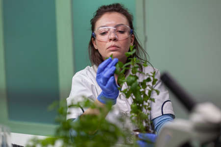 Botanist researcher woman examining green sapling observing genetic mutation analyzing organic plants for agriculture experiment. Chemist working in biological pharmaceutical laboratory.の写真素材