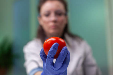 Front view of biologist reseacher woman analyzing tomato injected with chemical dna for scientific...