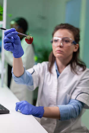 Chemist with medical glasses looking at strawberry injected with chemical pesticides examining fruits for farming researcher experiment. Biologist working in agriculture scientific lab.の写真素材
