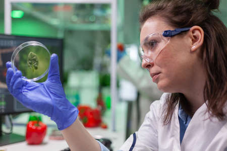 Botanist researcher holding petri dish with green leaf sample analyzing genetic mutation after...