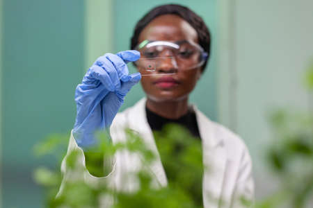 African botanist woman looking at genetic test sample for biological experiment. Pharmaceutical...