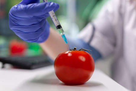 Closeup of scientist biologist hands injecting organic tomato with pesticides using medical syringe during microbiology experiment. Biochemist working in farming laboratory analyzing gmo vegetableの写真素材