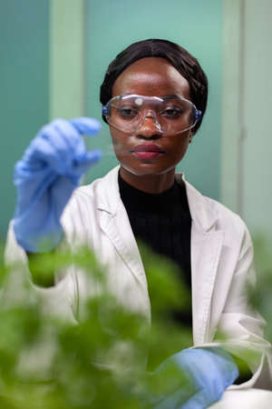 African american biologist woman holding green sample during biochemistry experiment working in microbiology hospital laboratory. Scientist doctor analyzing genetically modified plantsの写真素材