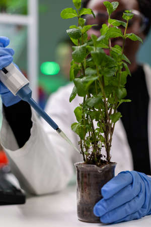 Closeup of african american biologist researcher dropping liquid in sapling using micropippete during medical experiment. Chemist scientist working at genetically modified plants in laboratoryの写真素材