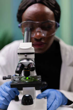 Closeup of african american botanist researcher analyzing green leaf sample using microscope working...