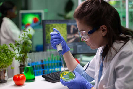 Biologist scientist doctor dropping liquid in petri dish with fungi colony using medical...