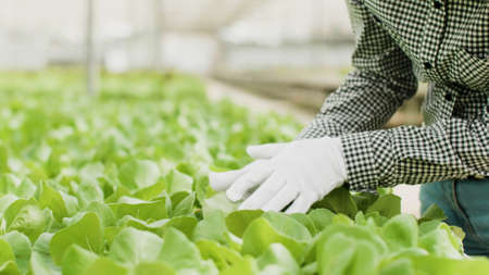 Closeup of agronomist buinesswoman checking cultivated organic salads during farming production...