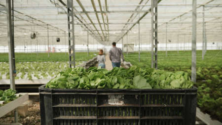 Front view of basket with organic fresh salad ready for vegetable delivery to customer during...