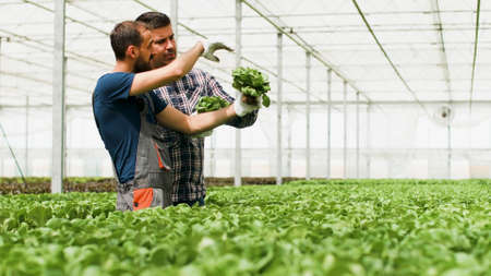 Agronomist gardener holding organic healthy fresh salad showing to agricultural businessman...