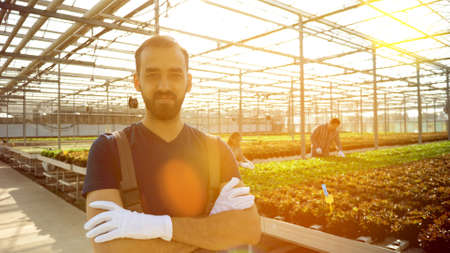 Portrait of agricultural farmer man working in greenhouse harvesting organic fresh salad growing nutrition vegetables developing healthy agronomy industry. Concept of hydroponic farmingの写真素材