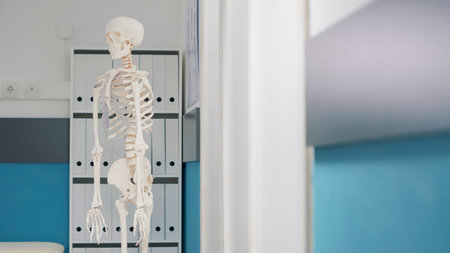 Human skeleton with bones and spinal cord in osteopathy office, to explain orthopedic pain and anatomy structure. Empty cabinet to treat mechanical disorders and increase mobility. Close up.の写真素材