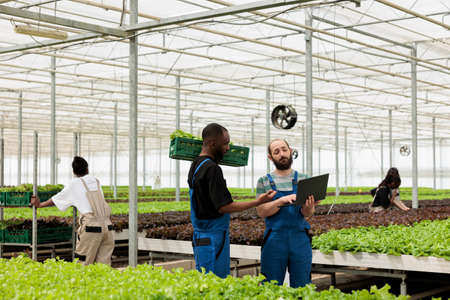 African american greenhouse worker holding crate with fresh lettuce talking with farmer holding...