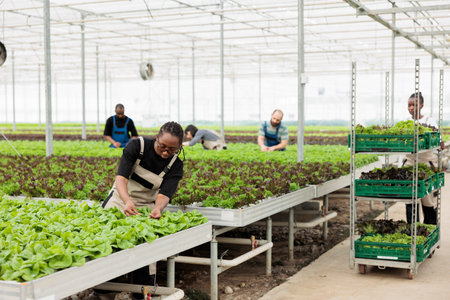 African american woman cultivating organic lettuce checking for pests in hydroponic enviroment while workers prepare crates for delivery. Greenhouse worker looking at crop doing quality control.の写真素材