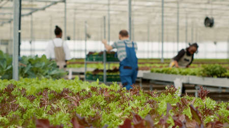 Closeup of green lettuce in organic farm being cultivated without pesticides with diverse farm workers pushing crates with crop. Selective focus on bio vegetables in greenhouse ready for harvest.の写真素材