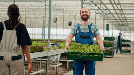 Portrait of farm worker showing fresh batch of hand picked lettuce grown with no pesticides in...