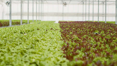 Closeup of fully grown different lettuce varieties ready for harvest and delivery in empty greenhouse with hydroponic enviroment. Selective focus on bio vegetables being cultivated in organic soil.の写真素材