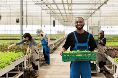 Portrait of african american man showing crate with fresh lettuce production ready for delivery to local business. Organic food grower farmer holding batch of fresh salad grown in greenhouse.の写真素材