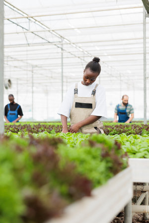 Greenhouse african american farmer cultivating lettuce in hydroponic enviroment taking care of...