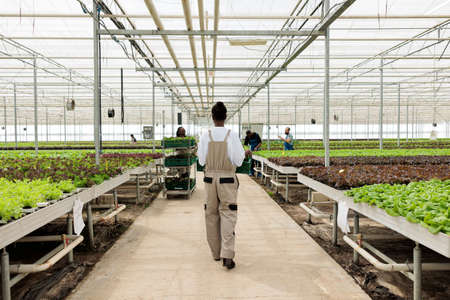 African american woman holding crate with lettuce walking away in busy organic farm preparing daily production for delivery. Greenhouse worker in hydroponic enviroment moving harvested crop.の写真素材