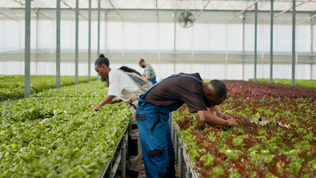 Organic greenhouse farm employees growing bio food with no pesticides inspecting leaves doing quality inspection in hydroponic enviroment. Diverse people working in hothouse gathering lettuce.の写真素材